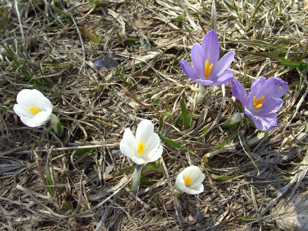 fioriture...di primavera